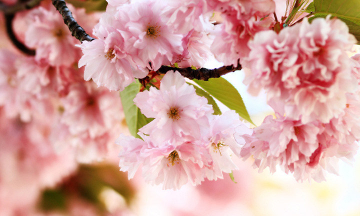 春暖花開時節(jié)，2021年博皓&ldquo;鷹之家&rdquo;學(xué)習(xí)組織班委換屆盛典