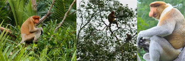 暢游碧海藍天，共筑團隊夢想&mdash;博皓沙巴風(fēng)情之旅        -3